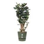 greenville round 47cm leaf green